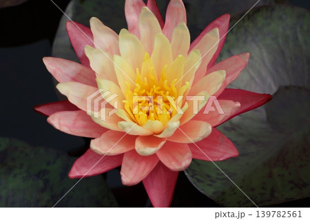 睡蓮花静寂の中に開く花涼し 139782561