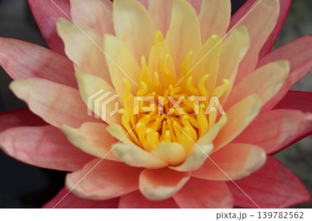 睡蓮花静寂の中に開く花涼しー壱 睡蓮花静寂の中に開く花涼しー壱 139782562