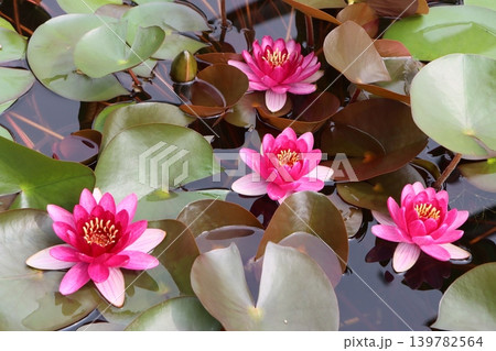 水遊びしているがごとくスイレンの花 水遊びしているがごとくスイレンの花 139782564
