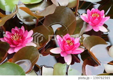 水面に浮くように咲くスイレンの花可愛い 139782565