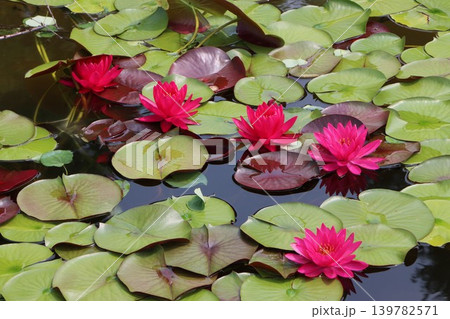 行儀よく並ぶ睡蓮の花一列に 行儀よく並ぶ睡蓮の花一列に 139782571