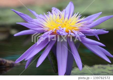 睡蓮の花静かに優雅に咲き 139782572