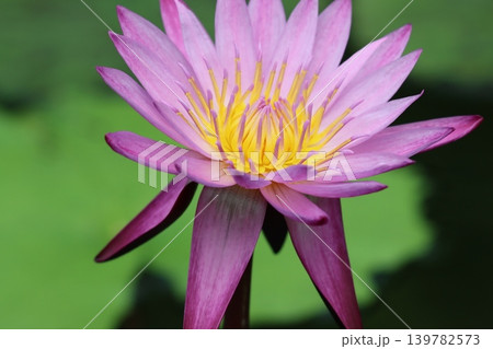 風もなく静寂のアトリウム睡蓮花佇む 139782573