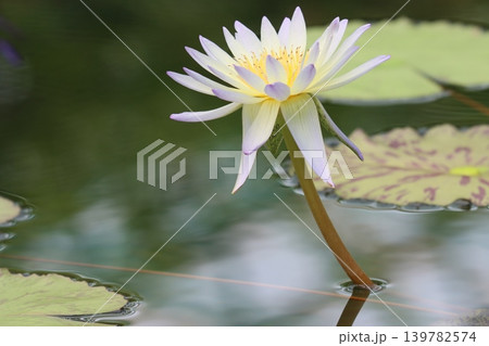 ニョッコリとスイレンの花頭出し ニョッコリとスイレンの花頭出し 139782574