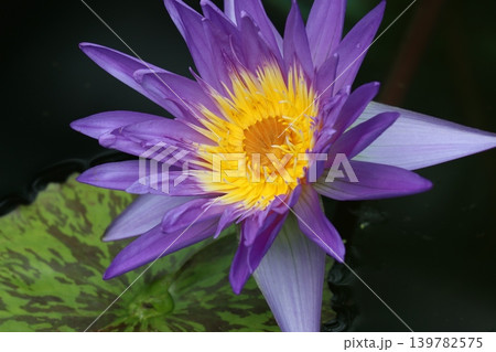 咲き誇る睡蓮の花静寂の中で 139782575