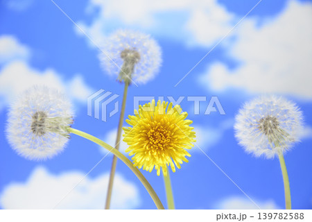 青空にタンポポの綿毛と花のクローズアップ 青空にタンポポの綿毛と花のクローズアップ 139782588