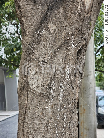 Ficus microcarpa mature trunk texture in Cordoba Argentina 139782672