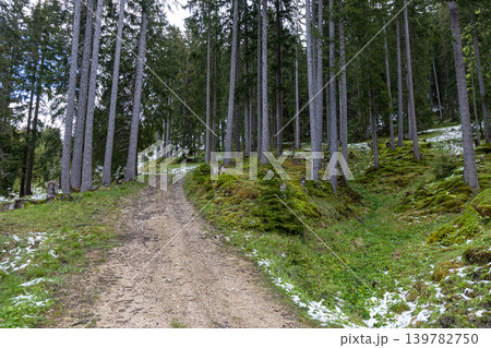 Forest Trail Through Alpine Woodland With Late Spring Snow Forest Trail Through Alpine Woodland With Late Spring Snow 139782750