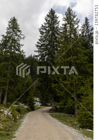 Curved Gravel Path Through Dense Alpine Forest in Bavaria Curved Gravel Path Through Dense Alpine Forest in Bavaria 139782751