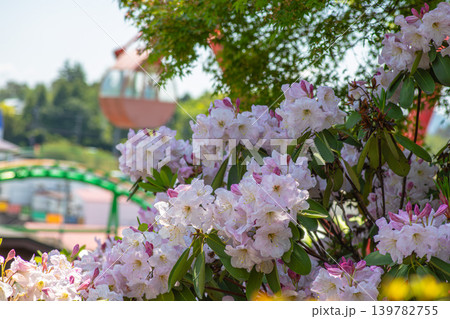 薄ピンク色の可憐なシャクナゲの花びら 139782755
