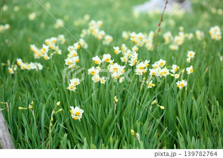 爽やか 水仙の花 日本水仙 爽やか 水仙の花 日本水仙 139782764