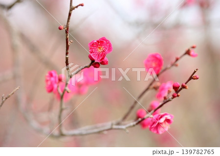 可愛い ウメの花 可愛い ウメの花 139782765