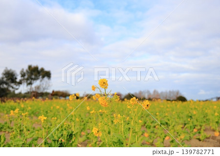 明るい　菜の花　カンザキハナナ 139782771