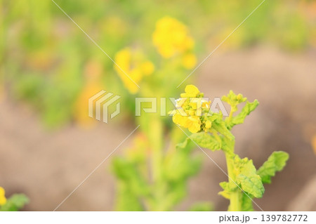 菜の花　カンザキハナナ 139782772