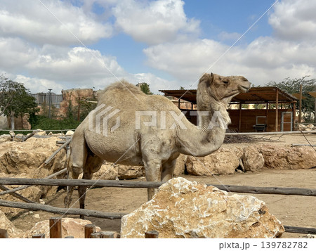 The dromedary camel (Camelus dromedarius) The dromedary camel (Camelus dromedarius) 139782782