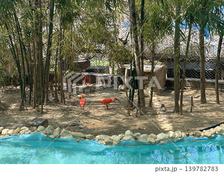 Scarlet ibis or red ibis (Eudocimus ruber) Scarlet ibis or red ibis (Eudocimus ruber) 139782783