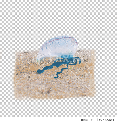 An illustration of a Portuguese man-of-war that has washed ashore on a beach. An illustration of a Portuguese man-of-war that has washed ashore on a beach. 139782884