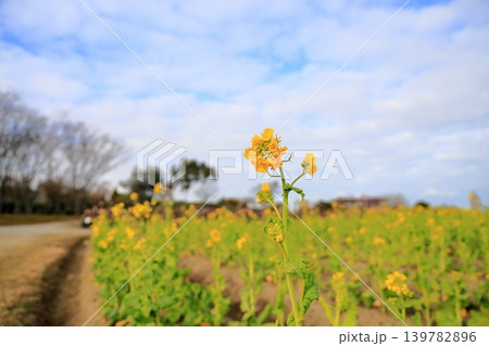 明るい 菜の花 カンザキハナナ 明るい 菜の花 カンザキハナナ 139782896