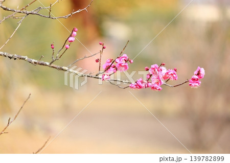 咲始め ピンクの枝垂れ梅の花 咲始め ピンクの枝垂れ梅の花 139782899