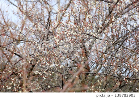 咲始め シダレウメの花 咲始め シダレウメの花 139782903