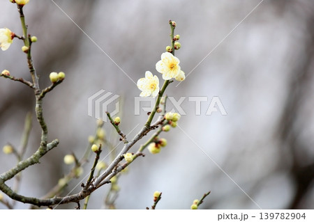 咲始め　シダレウメの花 139782904