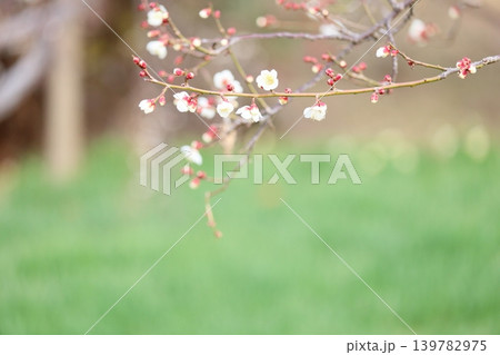 咲始め 白色シダレウメの花 咲始め 白色シダレウメの花 139782975