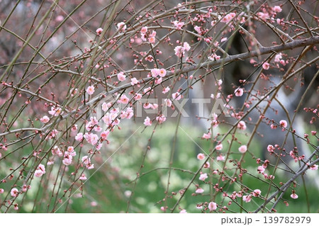 可愛い ピンクのシダレウメの花 可愛い ピンクのシダレウメの花 139782979