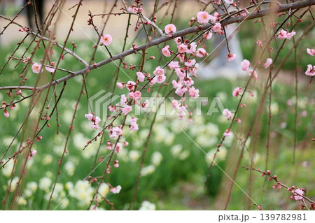 可愛い　ピンクのシダレウメの花 139782981