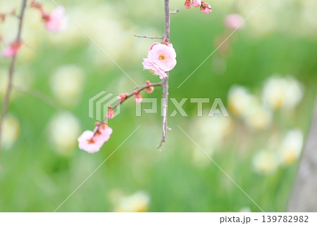 可愛い ピンクのシダレウメの花 可愛い ピンクのシダレウメの花 139782982