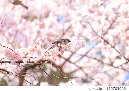 桜とヒヨドリ 139783006