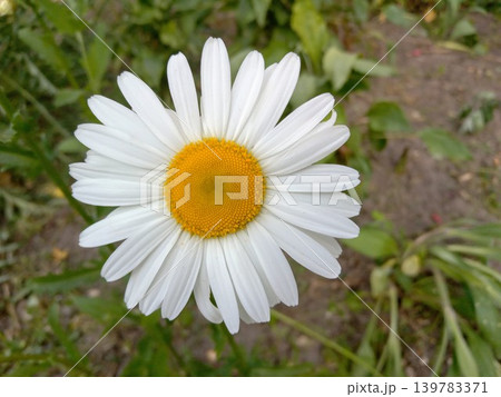White daisy flower in the spring garden  139783371