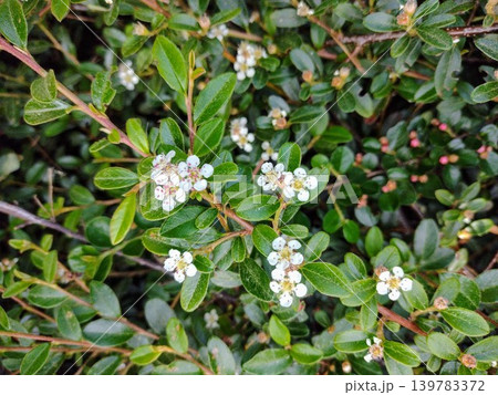 Little leaves background, spring garden greenery 139783372