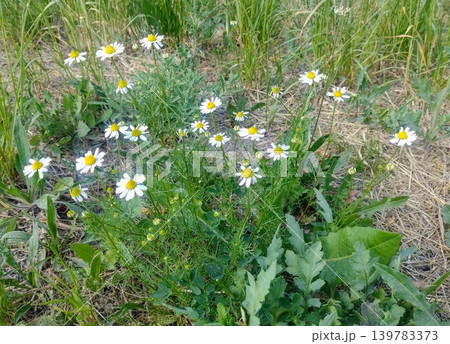 Little daisies in the meadow, medicinal plants 139783373