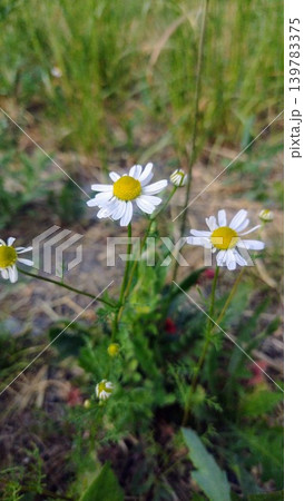 Little daisies in the meadow, medicinal plants Little daisies in the meadow, medicinal plants 139783375