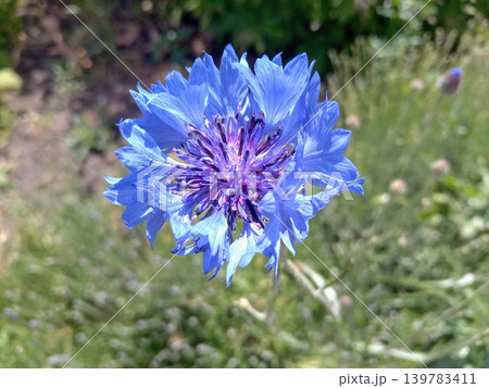 Cornflower single blue flower in the morning spring garden Cornflower single blue flower in the morning spring garden 139783411