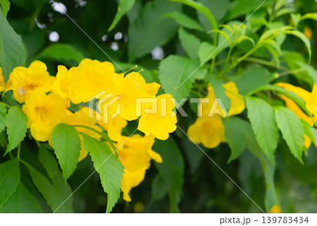 Bright yellow trumpet flowers blooming among green leaves in tropical garden showcasing natural beauty vibrant seasonal flora Bright yellow trumpet flowers blooming among green leaves in tropical garden showcasing natural beauty vibrant seasonal flora 139783434