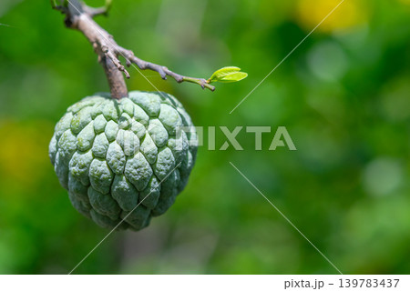 Green sugar apple fruit hanging on tree branch fresh leaves showcasing tropical agriculture natural growth organic produce Green sugar apple fruit hanging on tree branch fresh leaves showcasing tropical agriculture natural growth organic produce 139783437