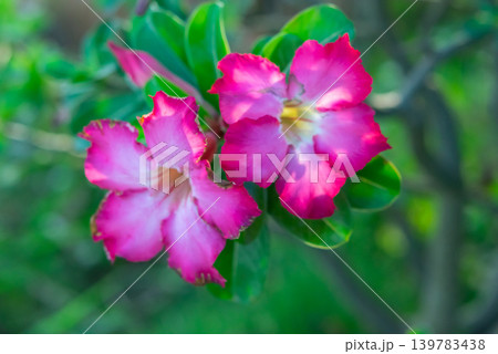 Bright pink desert rose flowers blooming green leaves highlighting tropical ornamental plants vibrant garden beauty Bright pink desert rose flowers blooming green leaves highlighting tropical ornamental plants vibrant garden beauty 139783438