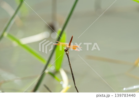 Orange dragonfly resting on thin twig above water soft natural background highlighting wetland wildlife insect behavior Orange dragonfly resting on thin twig above water soft natural background highlighting wetland wildlife insect behavior 139783440