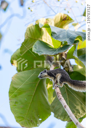 Tree squirrel perched on branch among large green leaves in tropical forest alert wildlife behavior natural habitat Tree squirrel perched on branch among large green leaves in tropical forest alert wildlife behavior natural habitat 139783527