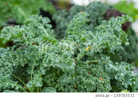 Fresh curly kale leaves growing in garden rich in nutrients healthy organic vegetable for clean eating nutrition Fresh curly kale leaves growing in garden rich in nutrients healthy organic vegetable for clean eating nutrition 139783531