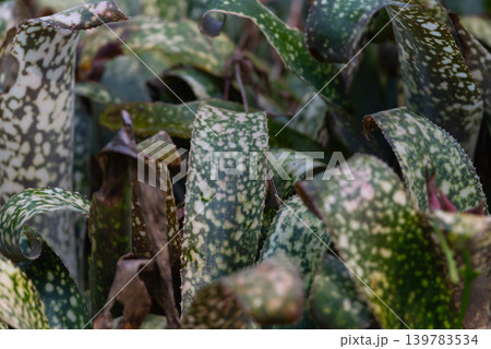 Speckled green tropical leaves natural variegation creating rich botanical texture ornamental plant background garden detail Speckled green tropical leaves natural variegation creating rich botanical texture ornamental plant background garden detail 139783534