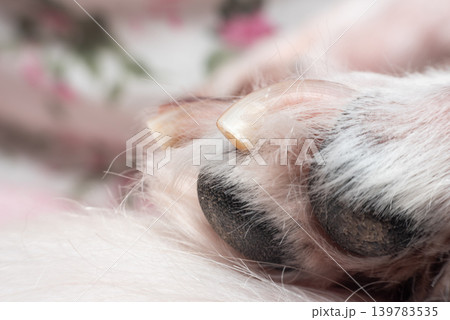 Detailed macro view of dog paw pads claws soft fur texture highlighting pet care grooming health animal anatomy Detailed macro view of dog paw pads claws soft fur texture highlighting pet care grooming health animal anatomy 139783535