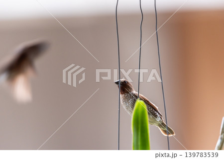 Closeup of scaly breasted munia bird perched on wire soft background natural wildlife in urban garden environment Closeup of scaly breasted munia bird perched on wire soft background natural wildlife in urban garden environment 139783539