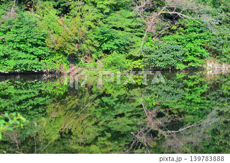 八丁湖 水鏡 埼玉県吉見町 八丁湖 水鏡 埼玉県吉見町 139783888