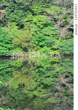 八丁湖 水鏡 埼玉県吉見町 八丁湖 水鏡 埼玉県吉見町 139783917