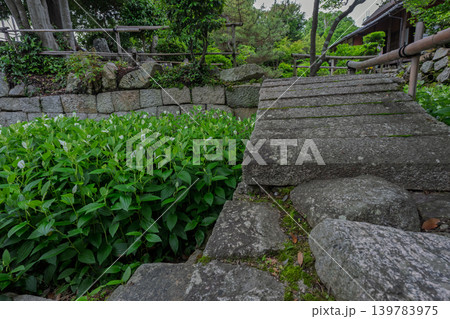 滋賀県守山市の大庄屋諏訪家屋敷に初夏を感じる涼しげな半夏生 139783975