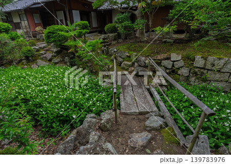 滋賀県守山市の大庄屋諏訪家屋敷に初夏を感じる涼しげな半夏生 139783976