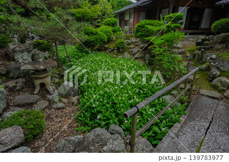 滋賀県守山市の大庄屋諏訪家屋敷に初夏を感じる涼しげな半夏生 滋賀県守山市の大庄屋諏訪家屋敷に初夏を感じる涼しげな半夏生 139783977