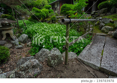 滋賀県守山市の大庄屋諏訪家屋敷に初夏を感じる涼しげな半夏生 139783978